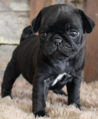 beautiful pug  puppies available 