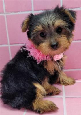 Beautiful yorkies puppies for sale