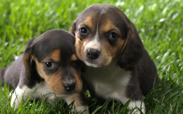 AESDRG Beagle Puppies