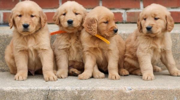 Charming Golden Retriever Puppies for sale