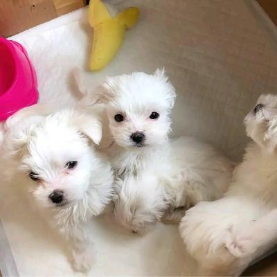 unning White Teacup Maltese Puppies