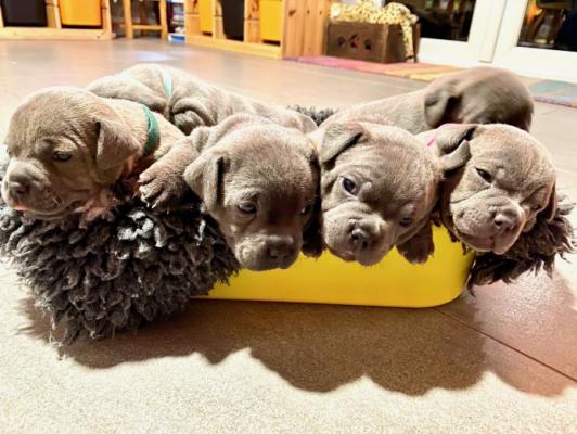 Stunning Litter Of Staff Pups -