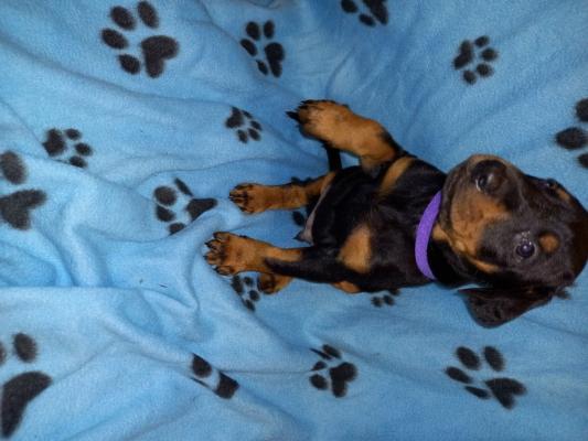 Dachshund Puppies For Great Homes!