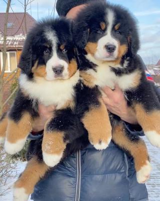 Gorgeous Bernese Puppies