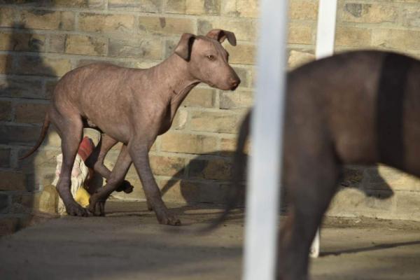 Mexican hairless puppies for sale 