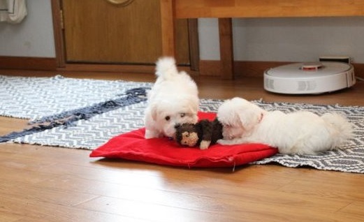 Beautiful Maltese Puppies For Sale.