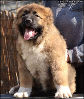 Caucasian Shepherd puppies for sale