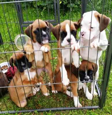 Cute and lovely female boxer available for sale