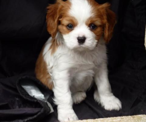 Two Friendly cavalier king charles  Pup for sale