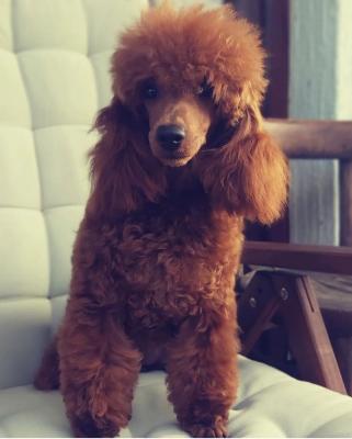 Red Miniature Poodle puppies