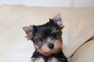 Purebred Yorkie puppies available