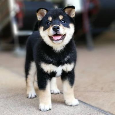 Exceptional Shiba Inu Puppies