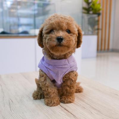 Playful Toy Poodle Puppies For Sale