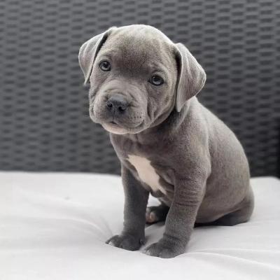 Top quality Staffordshire Bull Terrier