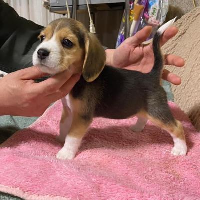 Potty Trained Beagle Puppies For Sale;