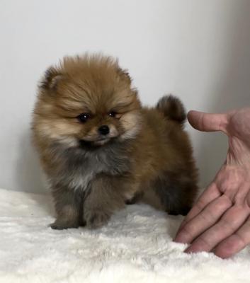 Pomeranian (BOO), purebred, dwarf(toy)