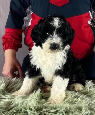 Portuguese Water Dog  puppies