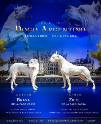 Dogo Argentino puppies for sale