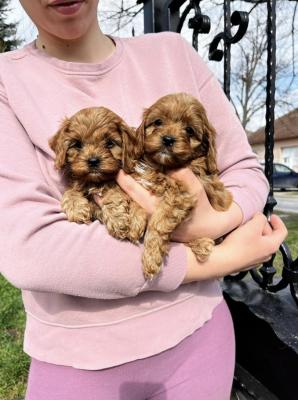 Cavapoo puppies for sale