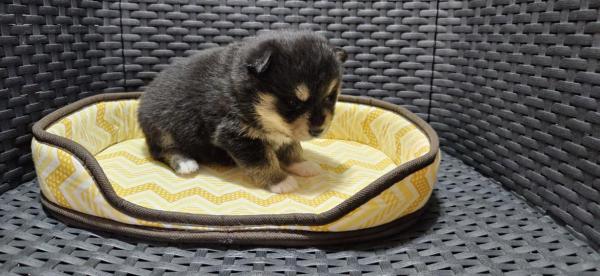 Pomsky  puppies for sale