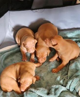 Egyptian Pharaoh Hound Puppies for sale