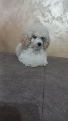 Beautiful TOY poodle puppies