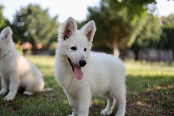 White swiss shepherd puppies for sale