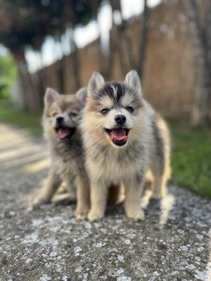 Pomsky  BEAUTIFUL puppies