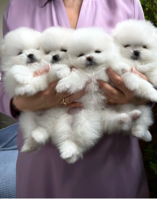 Mini Pomeranians puppies