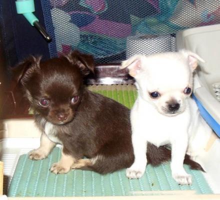 Good home chihuahua for sale 