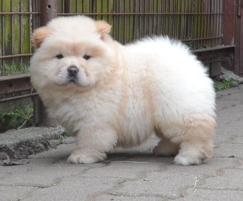 mango and rose chow chow puppies now go 