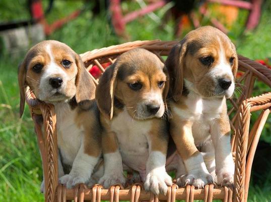 Only 2 Pedegree Beagle Girl and boy Puppies Left