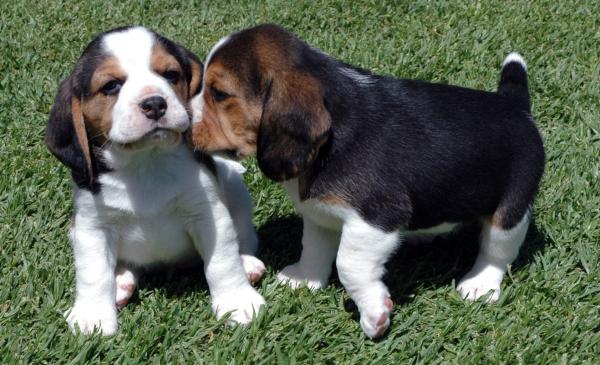Pedigree Queen Elizabeth Pocket Beagle pups 4 sale
