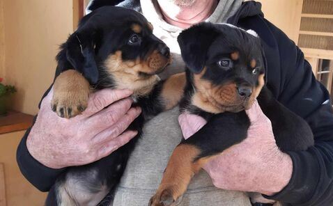 Big strong healthy purebred Rottweiler pups.
