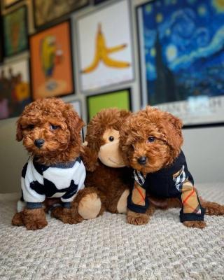 Toy poodles, fully health tested Puppies