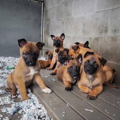 Beautiful Belgian Malinois Puppies