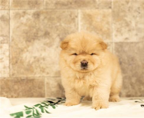 Chow Chow Puppies available for sale