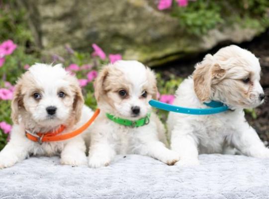 Cavachon Puppies for Sale