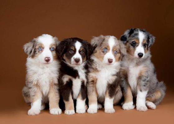 Beautiful Kc Reg Australian Shepherd Puppies
