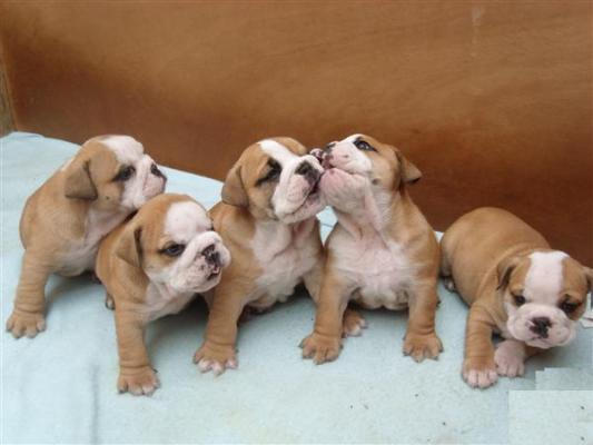 Beautiful chunky kc reg British bulldog puppies