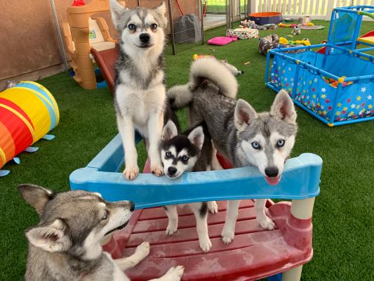Stunning Litter of Alaskan Klee Kai Puppies Ready