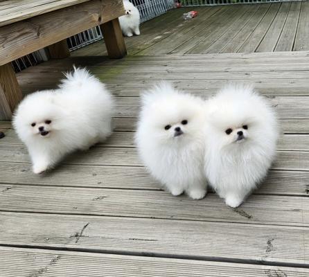Pomeranian Spitz puppies